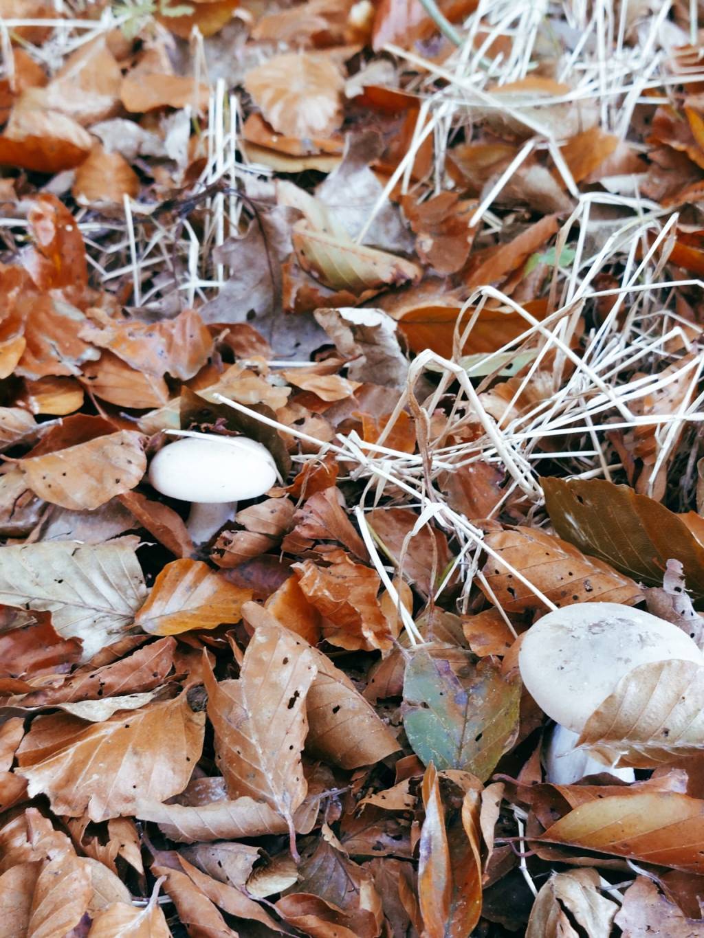 Van Yang naar Yin: Meebewegen met de&nbsp;Herfst